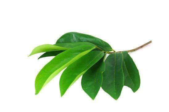 Soursop Leaf Tea - Graviola Extract - Organic Teabags 24/1g - Cell Immunity & Relaxation - Herbal Goodness