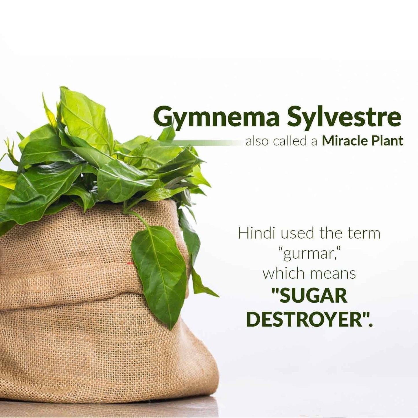 Gymnema Leaf Extract - Organic - Tea 24/2g-Gut Support